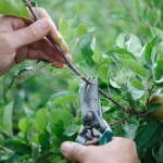 Summer Pruning with David Hurrion (4th August 2010)